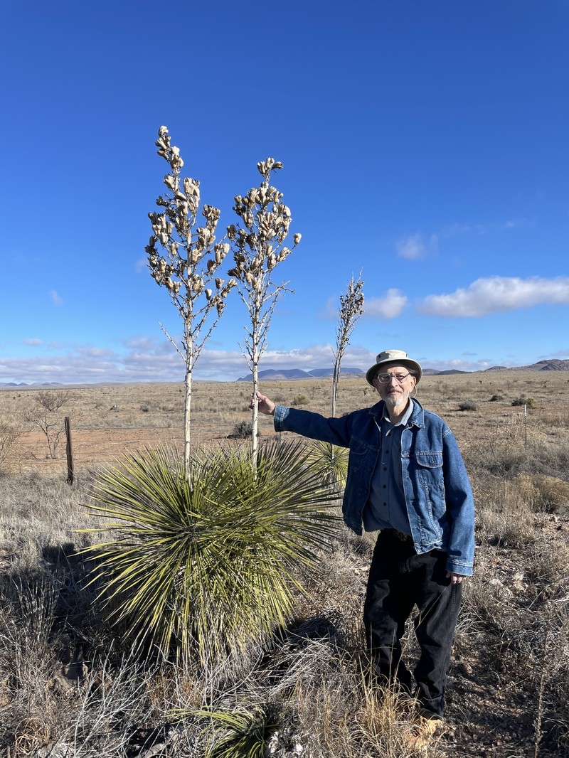 Yucca elata var. elata photo 4