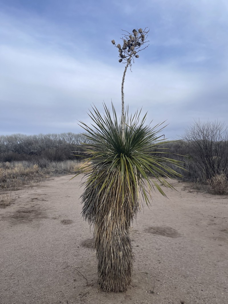 Yucca elata var. elata photo 5