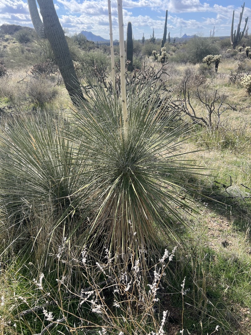 Yucca elata var. elata photo 6