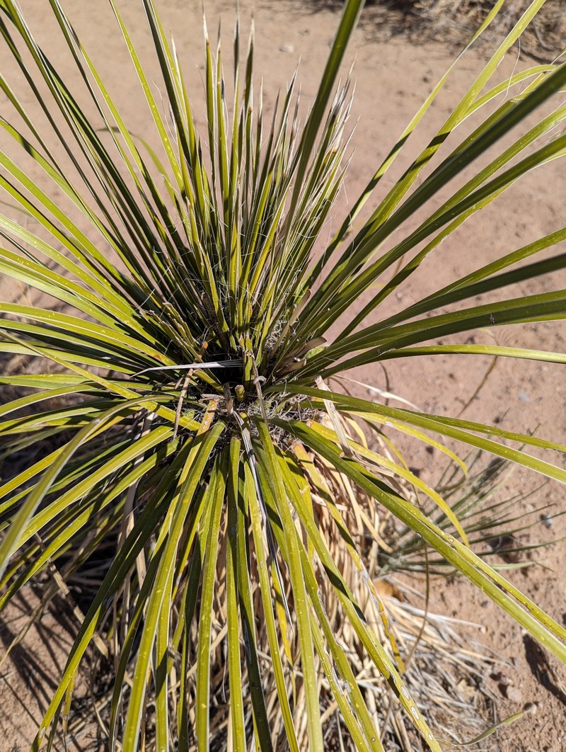Yucca elata var. elata photo 7