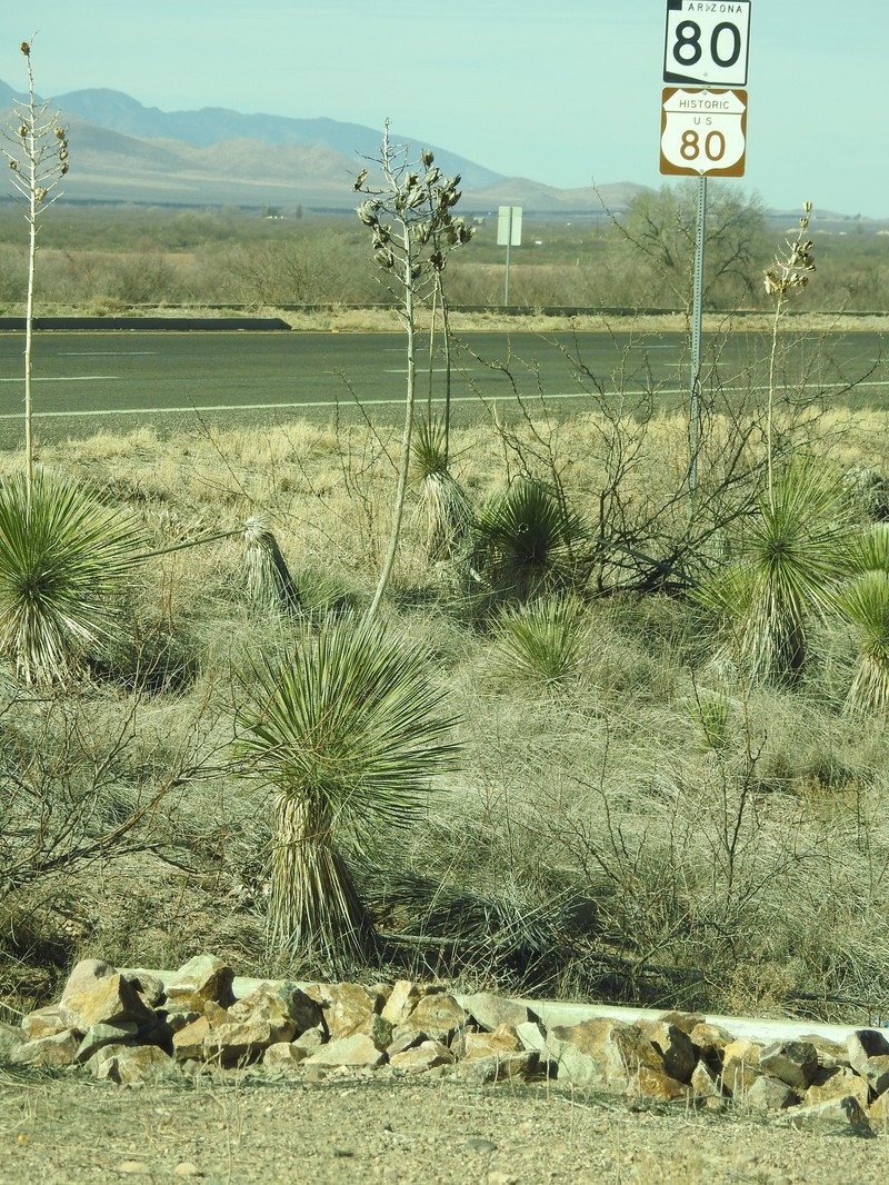 Yucca elata var. elata photo 8