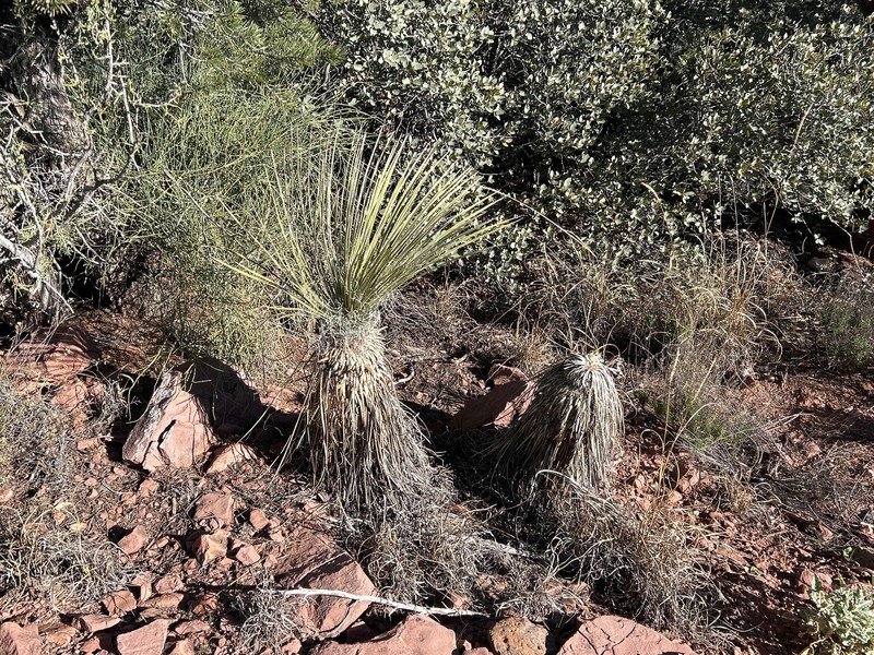 Yucca elata var. verdiensis