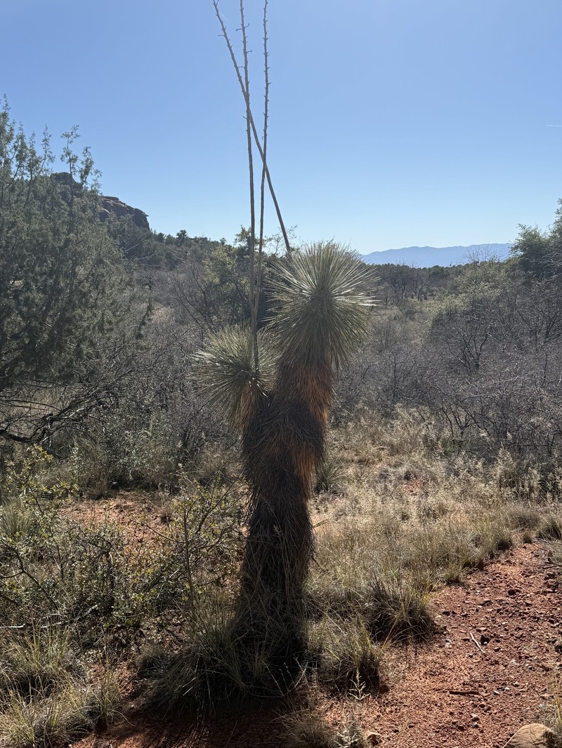 Yucca elata var. verdiensis photo 3