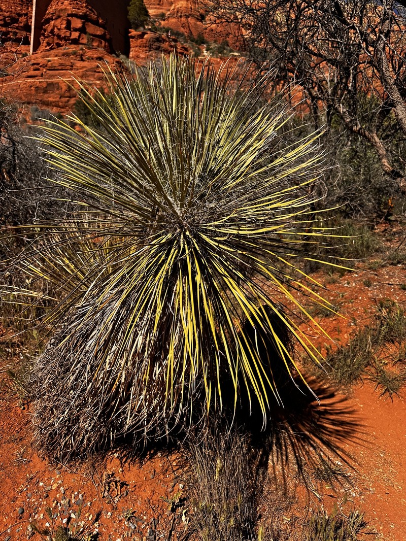Yucca elata var. verdiensis photo 4