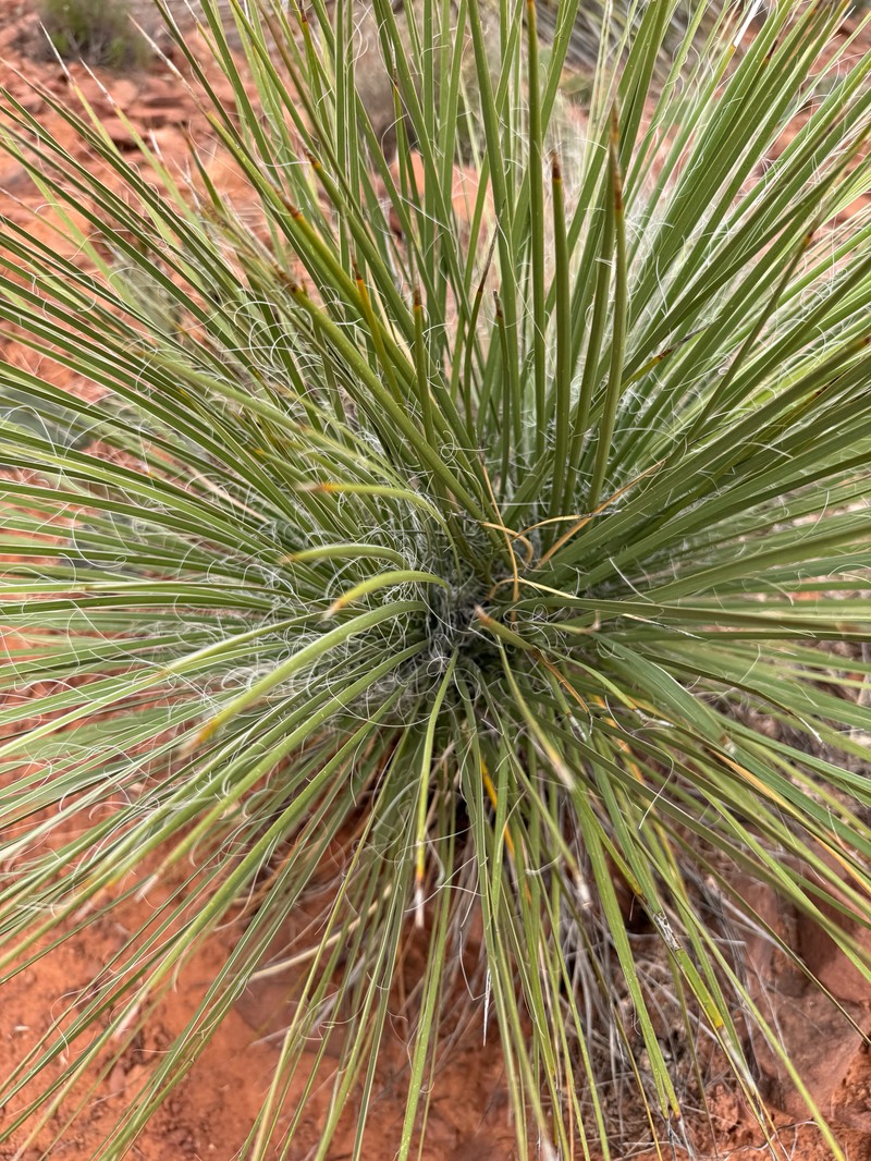 Yucca elata var. verdiensis photo 5