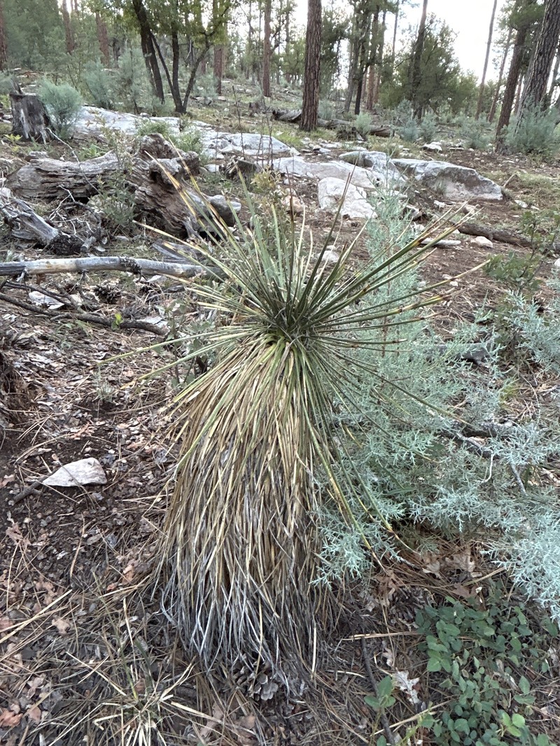 Yucca elata var. verdiensis photo 6