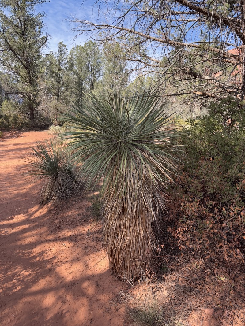 Yucca elata var. verdiensis photo 7