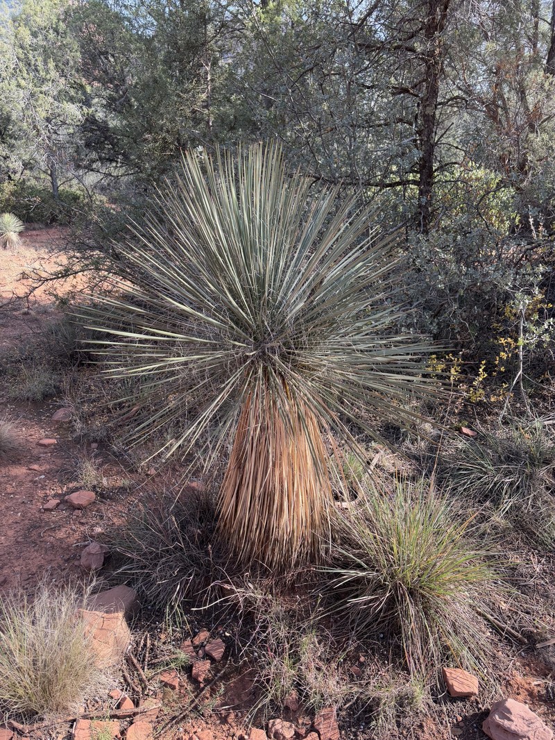 Yucca elata var. verdiensis photo 8
