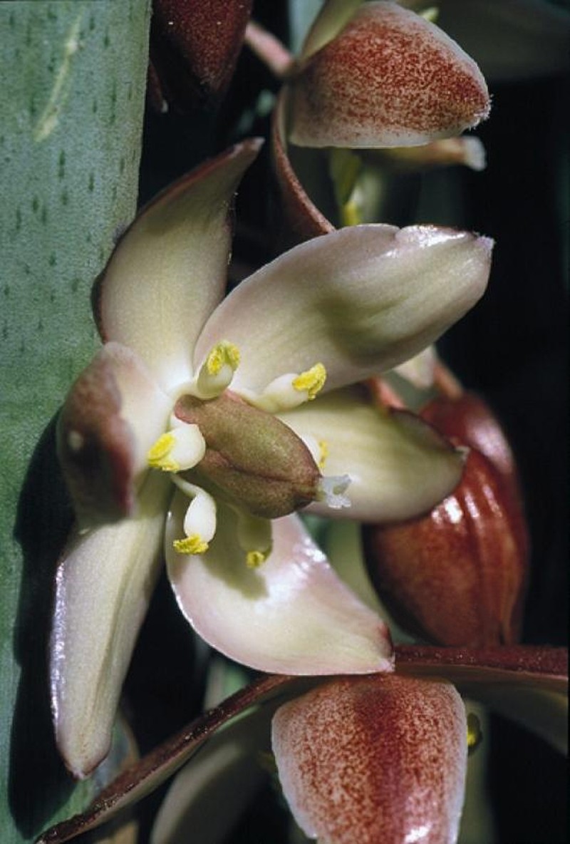Yucca endlichiana