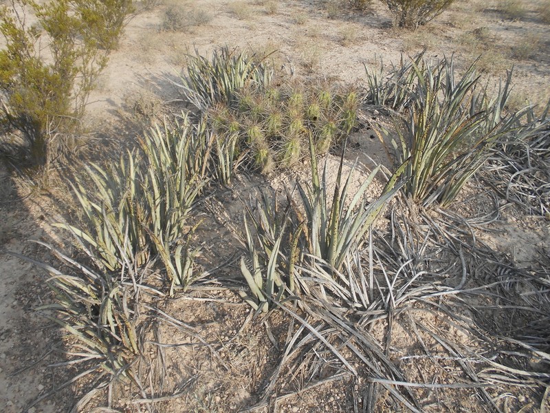 Yucca endlichiana photo 2