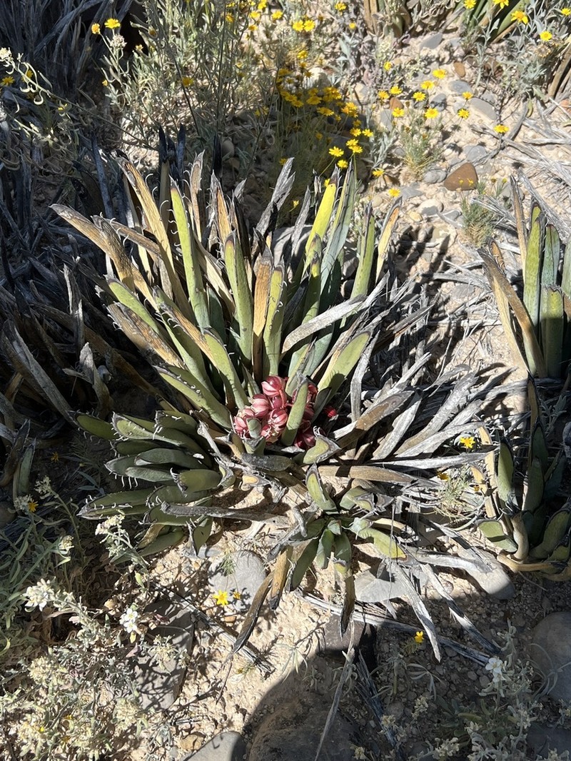 Yucca endlichiana photo 3