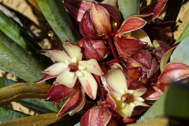 Yucca endlichiana photo 4