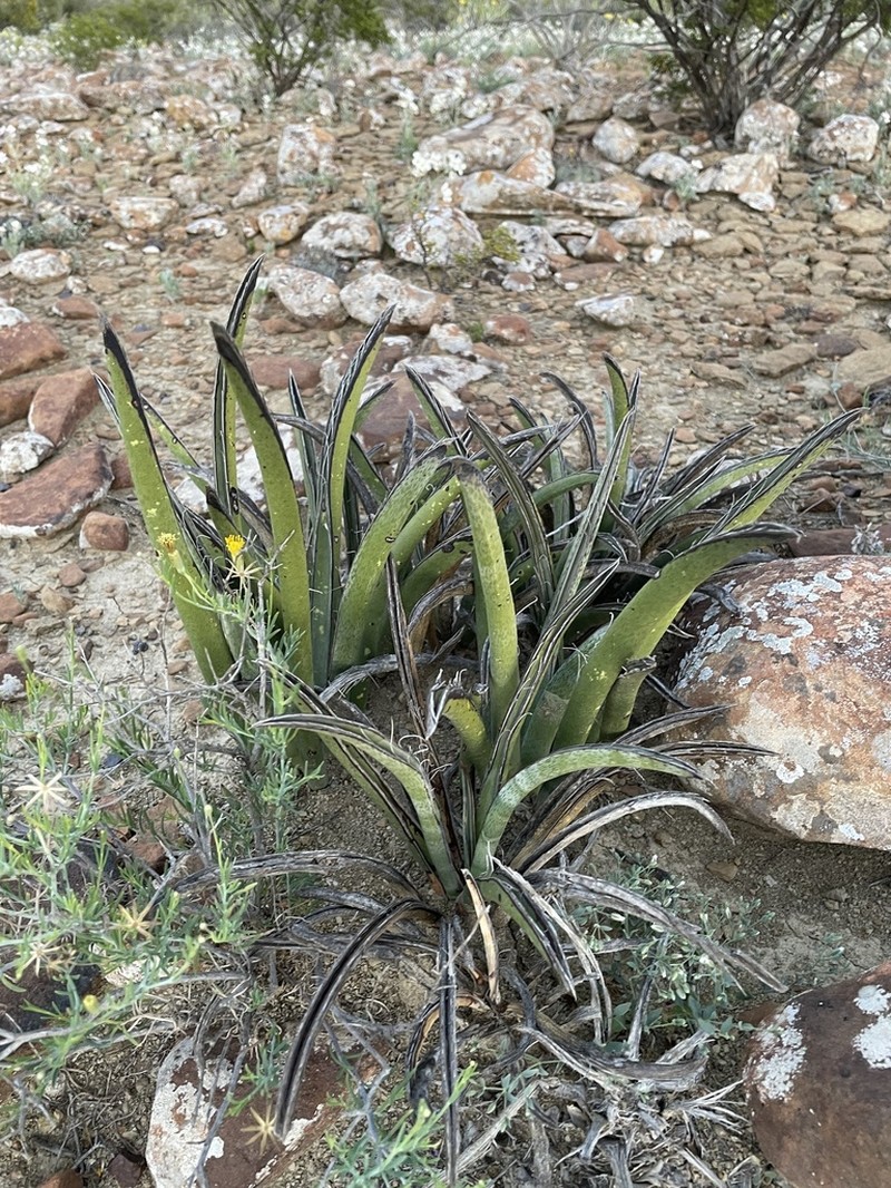 Yucca endlichiana photo 5