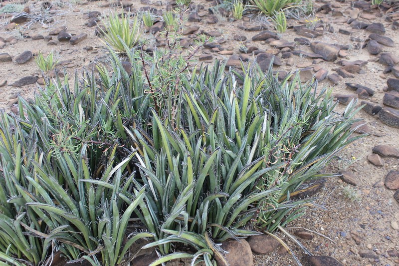 Yucca endlichiana photo 6