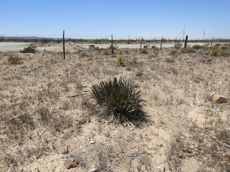 Yucca endlichiana photo 7