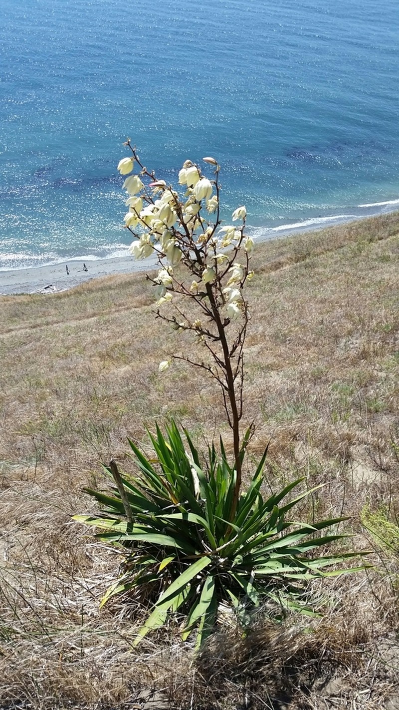 Adam's Needle photo 7