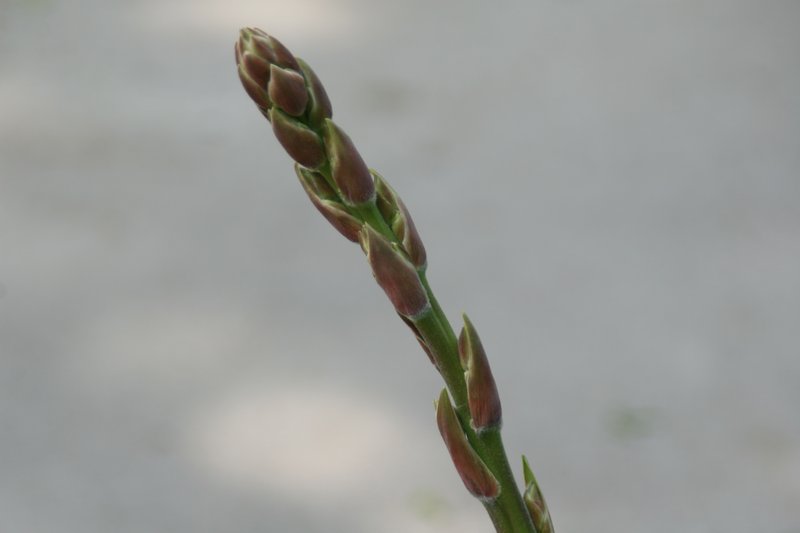 Adam's Needle photo 5