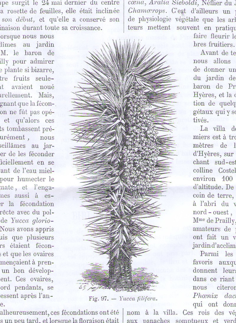 Yucca filifera photo 2