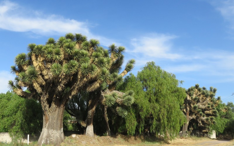 Yucca filifera photo 3
