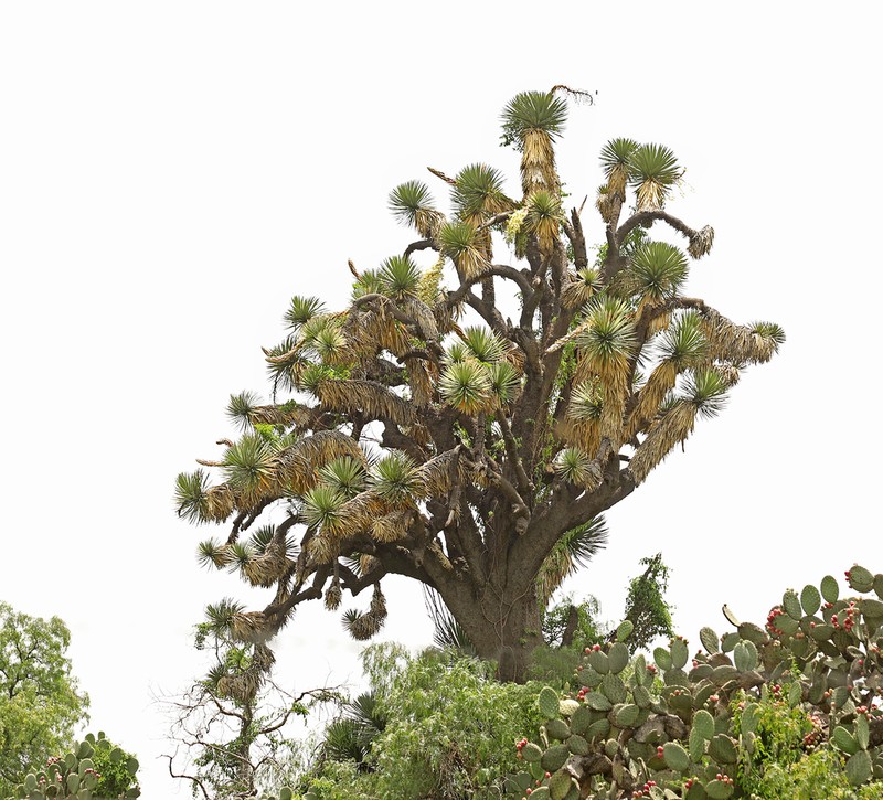Yucca filifera photo 4