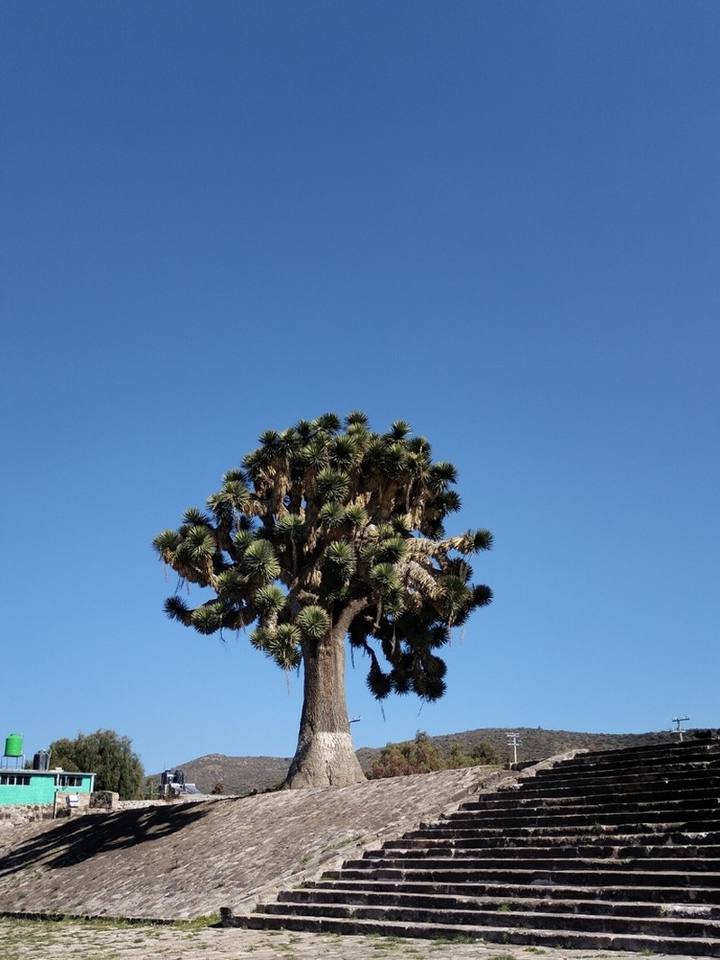 Yucca filifera photo 5