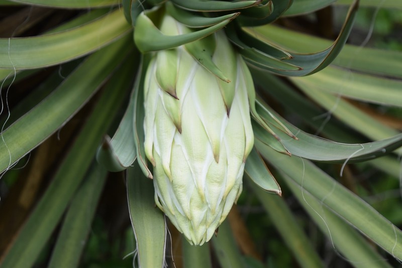 Yucca filifera photo 6