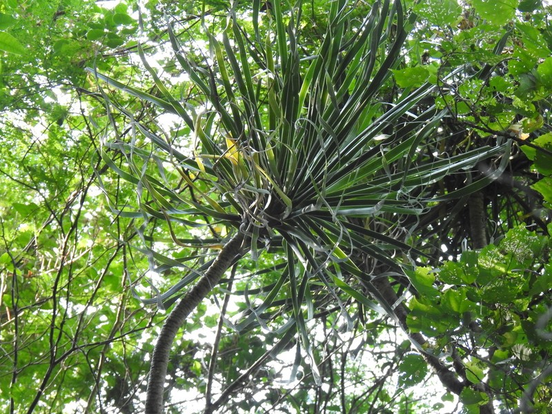 Yucca filifera photo 7