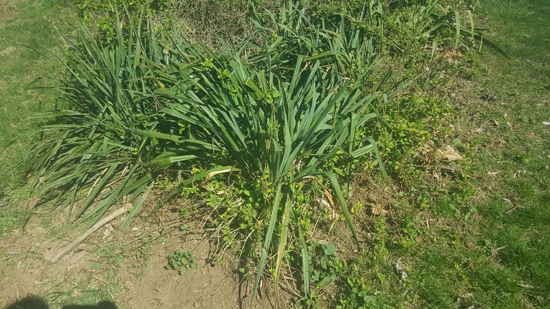 Gulf Coast Yucca photo 7