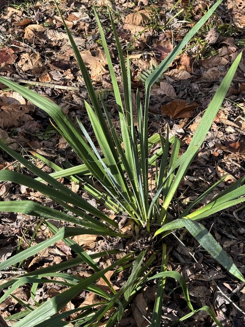 Gulf Coast Yucca photo 8