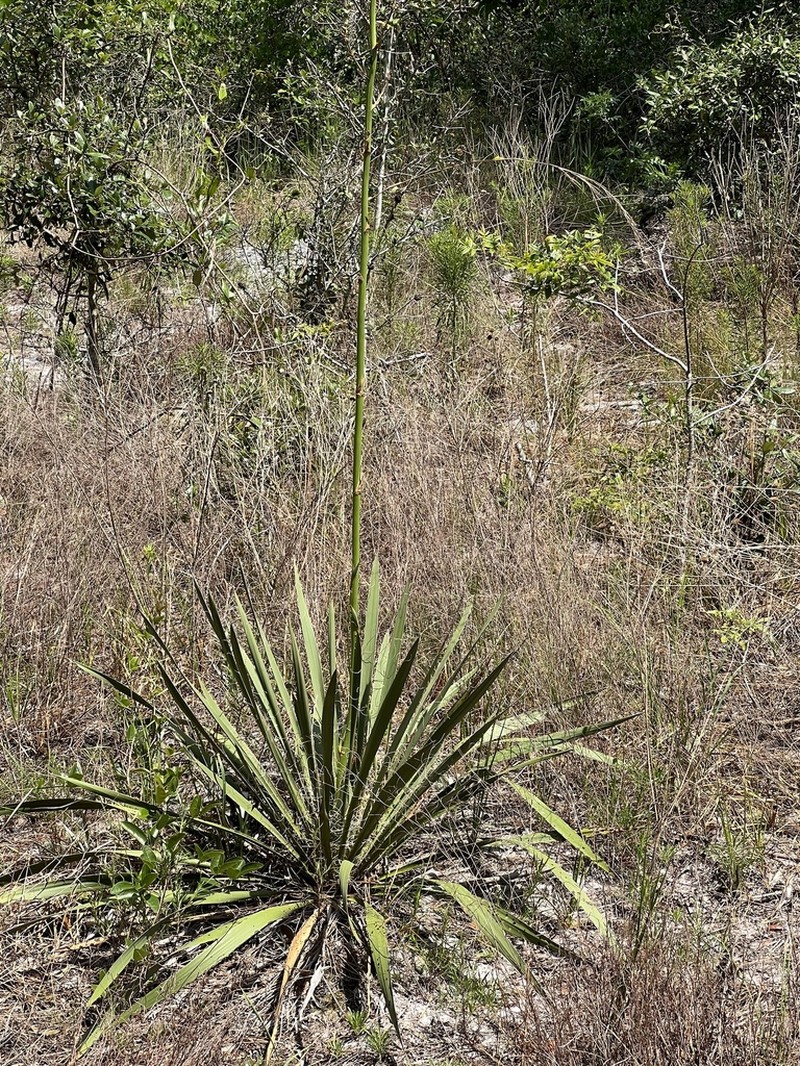 Weak-Leaf Yucca photo 4