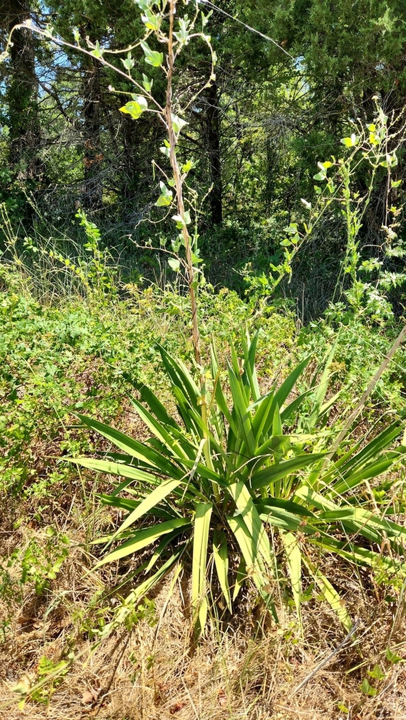 Weak-Leaf Yucca photo 5