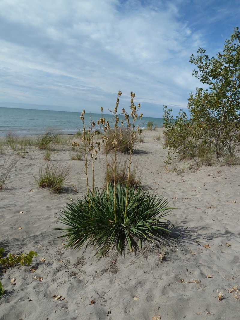 Weak-Leaf Yucca photo 6