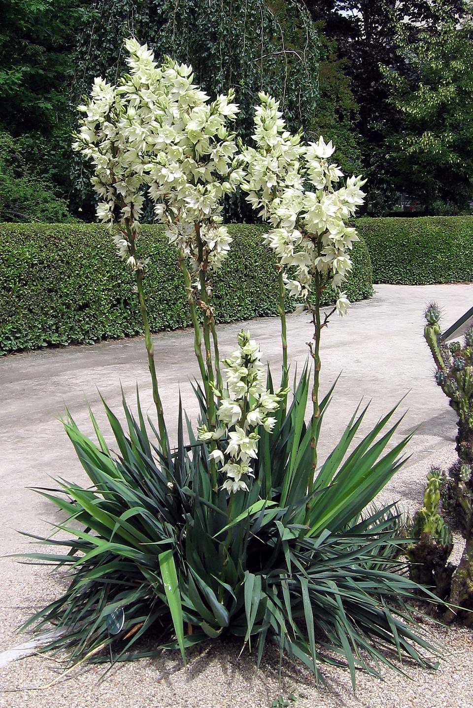 Weak-Leaf Yucca