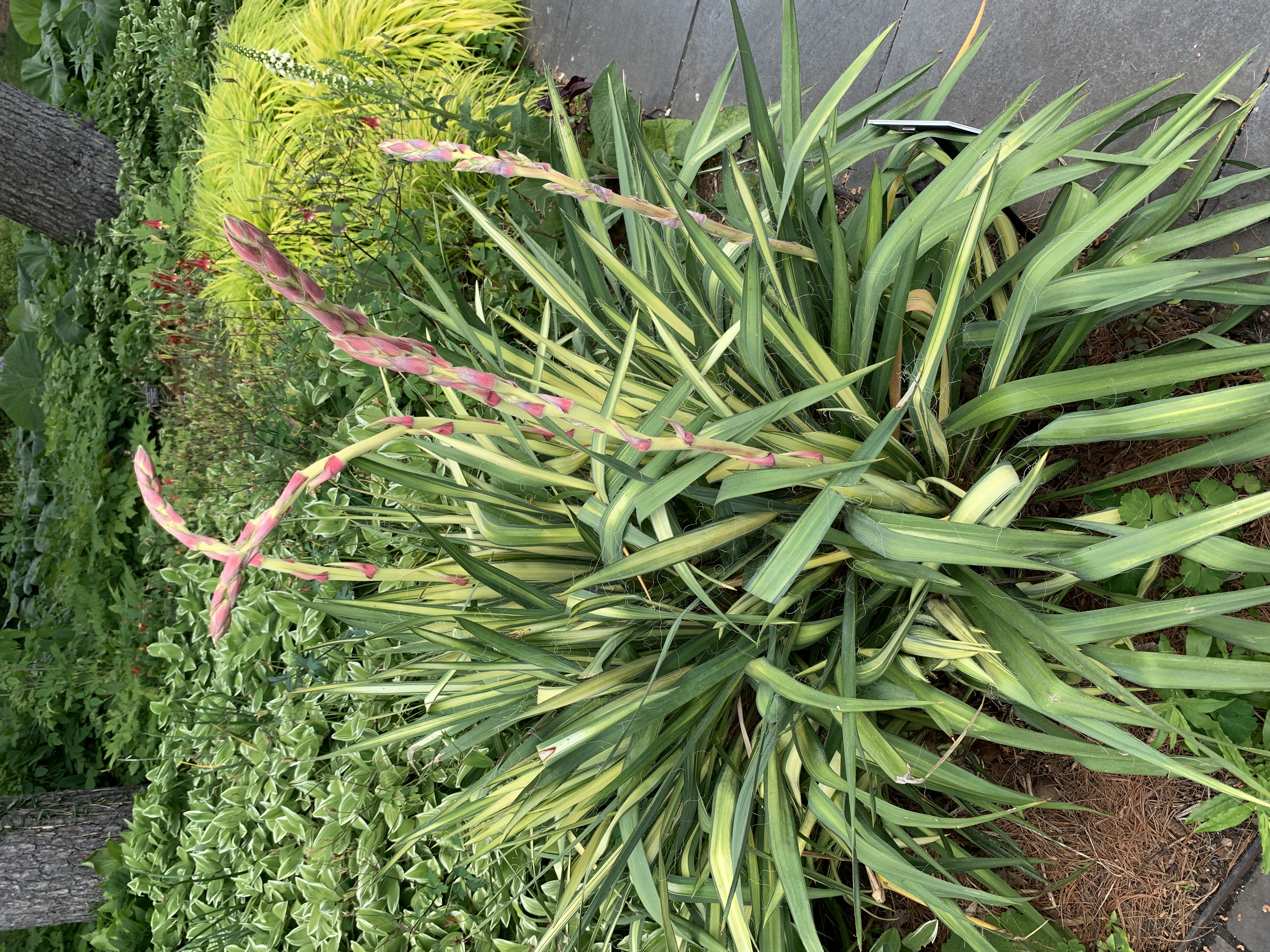 Weak-Leaf Yucca photo 2