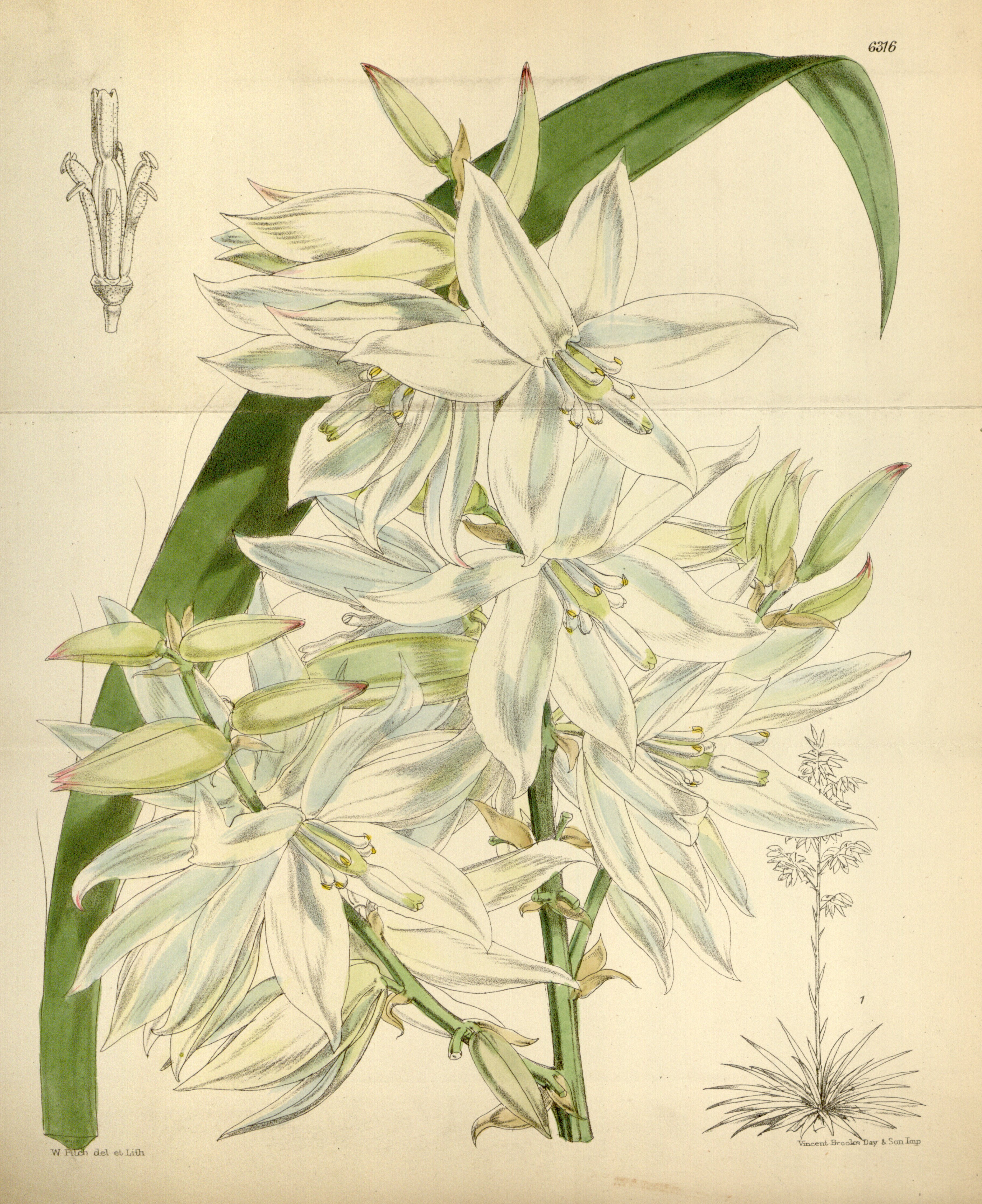 Weak-Leaf Yucca photo 3