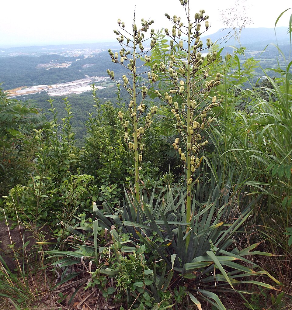 Weak-Leaf Yucca photo 4