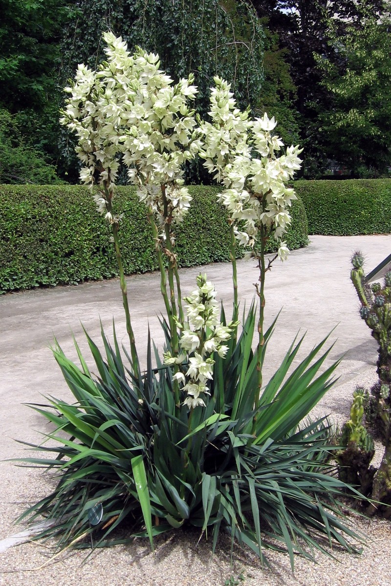 Weak-Leaf Yucca