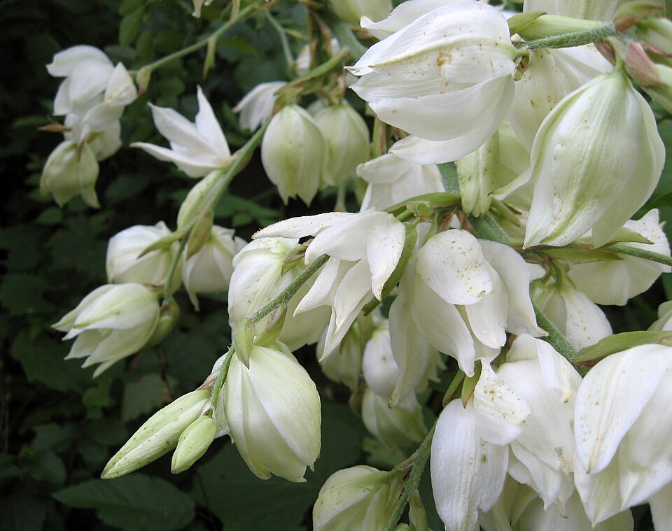 Weak-Leaf Yucca photo 5