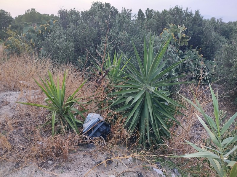 Bluestem Yucca photo 4
