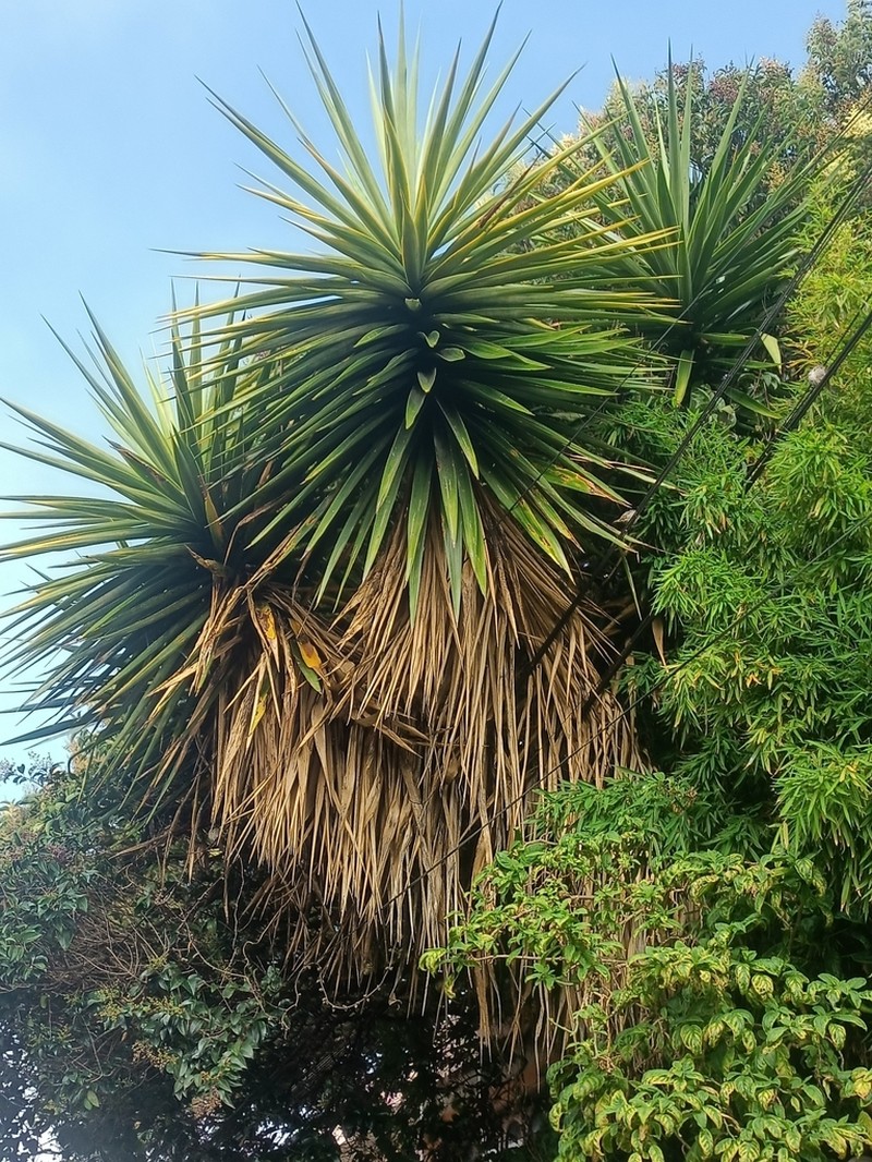 Bluestem Yucca photo 5