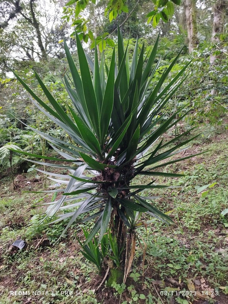 Bluestem Yucca photo 6