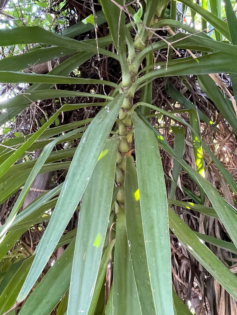 Bluestem Yucca photo 7