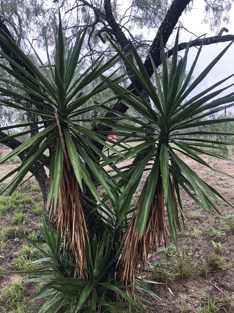 Bluestem Yucca photo 8