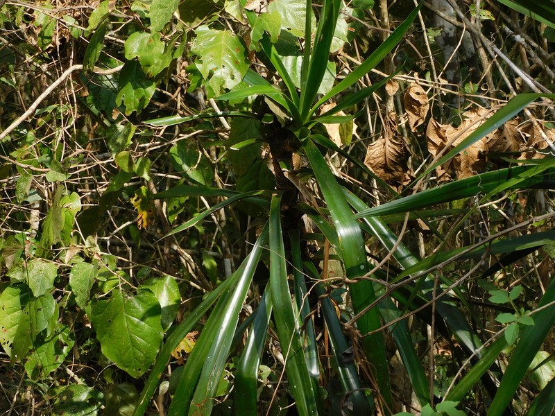 Bluestem Yucca photo 9