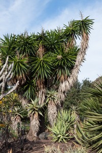 Bluestem Yucca