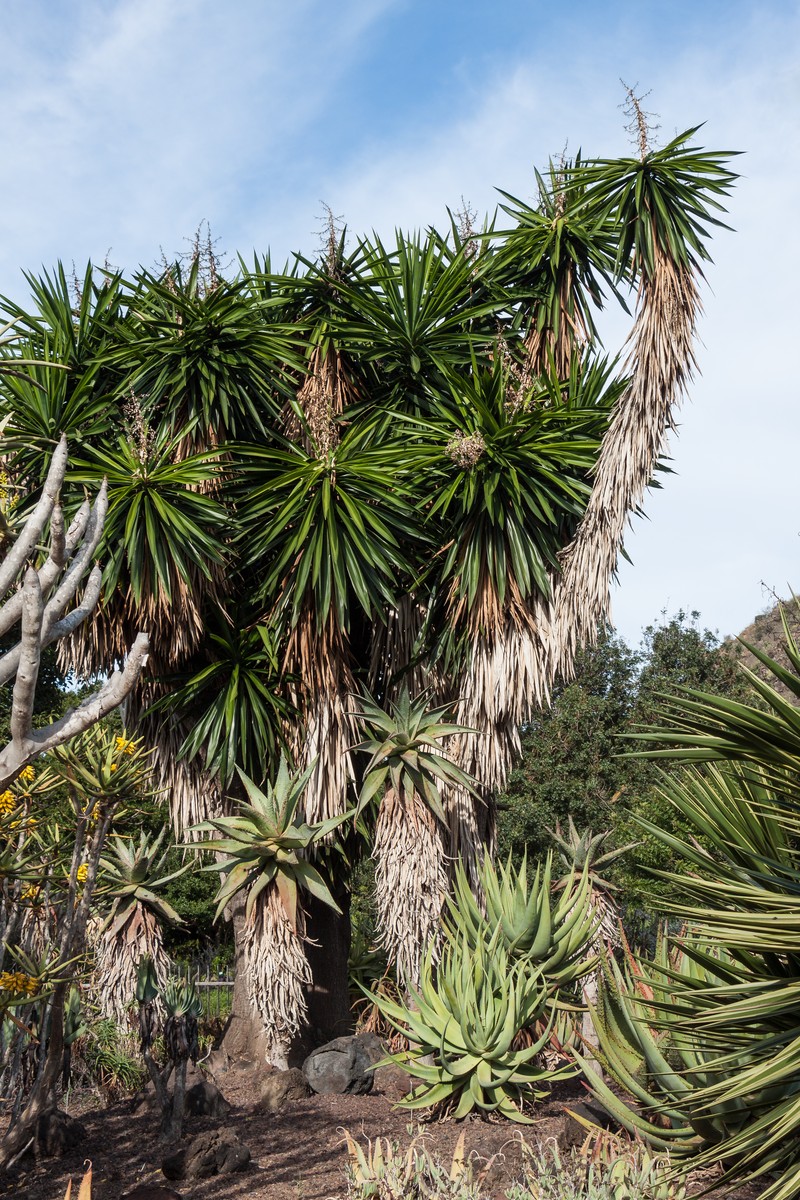 Bluestem Yucca