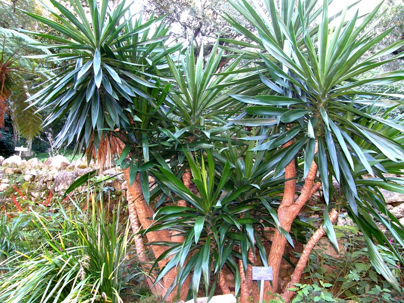 Bluestem Yucca photo 7