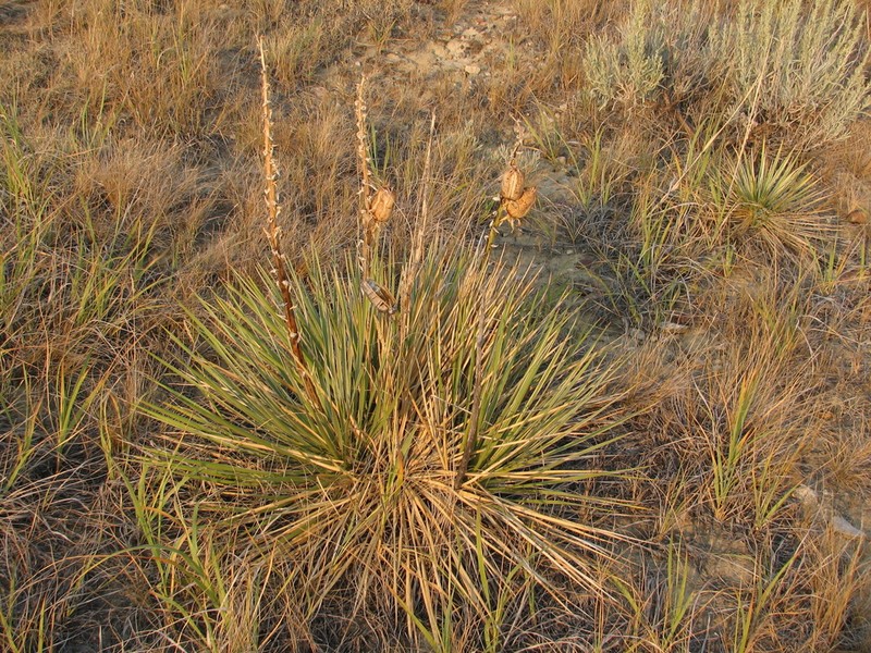 Soapweed Yucca photo 4
