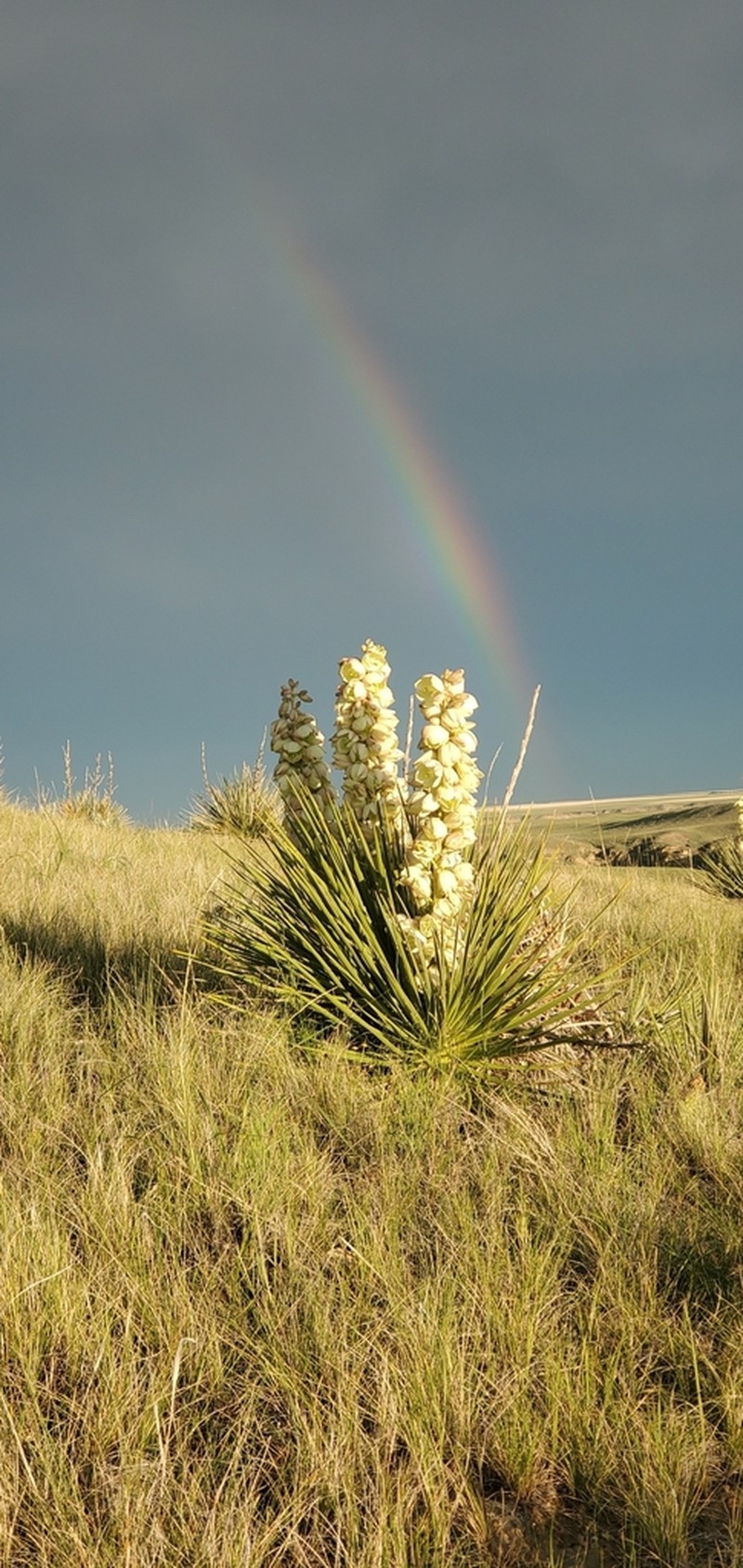 Soapweed Yucca photo 5