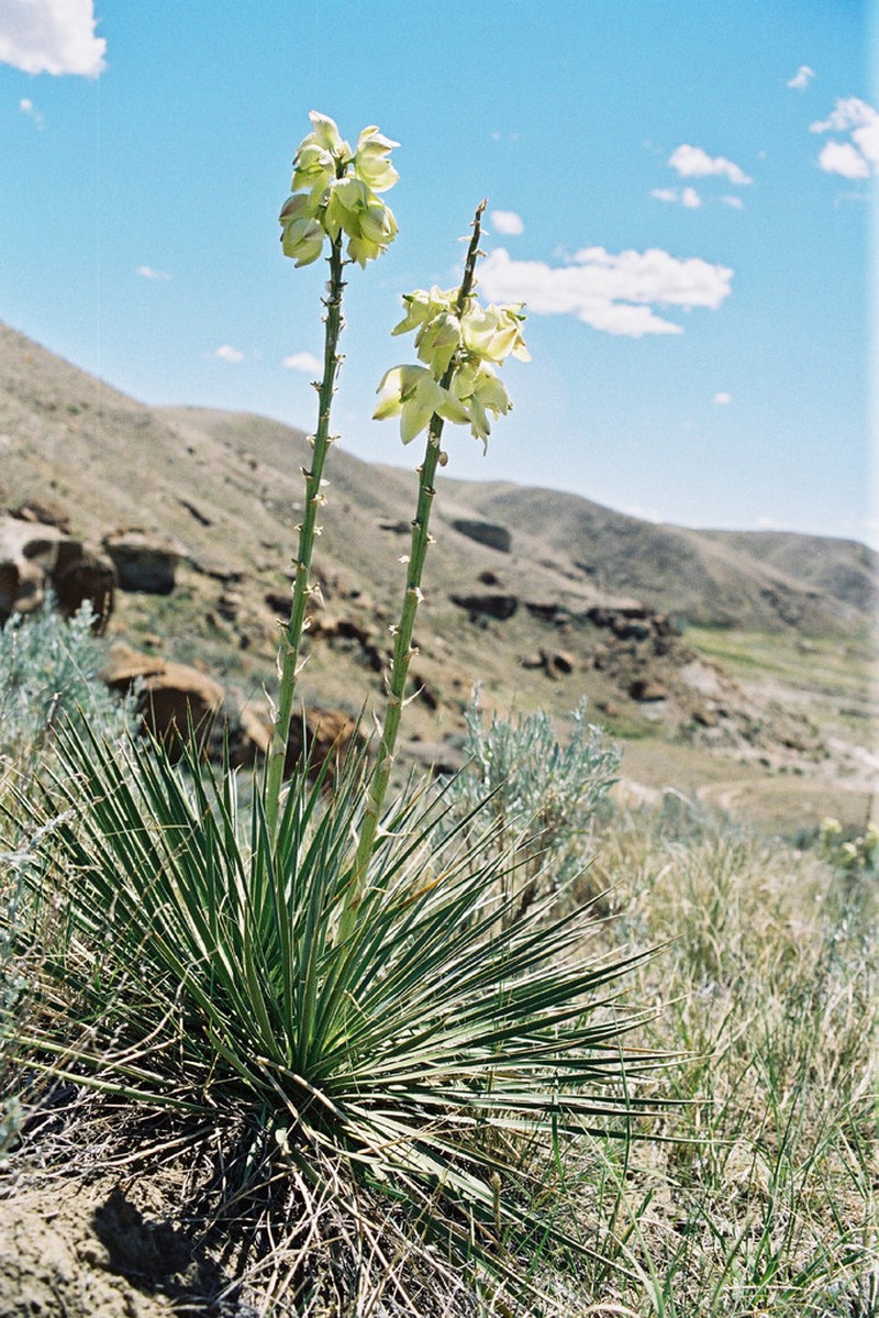 Soapweed Yucca photo 6